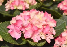 Hi Diamond from HiBreeding is a discoloring variety that changes from white-pink to pink. "It is the Diamond among Hydrangeas and the variety is re-blooming. In other words, it keeps giving new buds no matter when it is pruned.